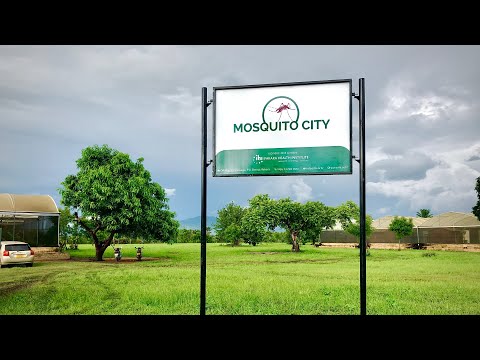 Welcome to Mosquito City!