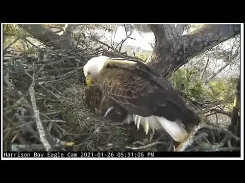 HBEC 012621 0525pm Athena lays 2nd egg