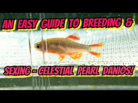 How to Breed & Sex - Celestial Pearl Danios in a 10-20 gallon, Nano Aquarium. For Beginers or Pros!