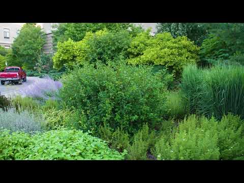 Chaenomeles speciosa  - Flowering Quince