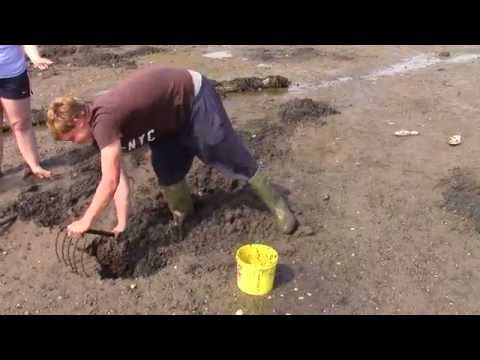 Michael Brown digging clams on Ingalls Head, Grand Manan