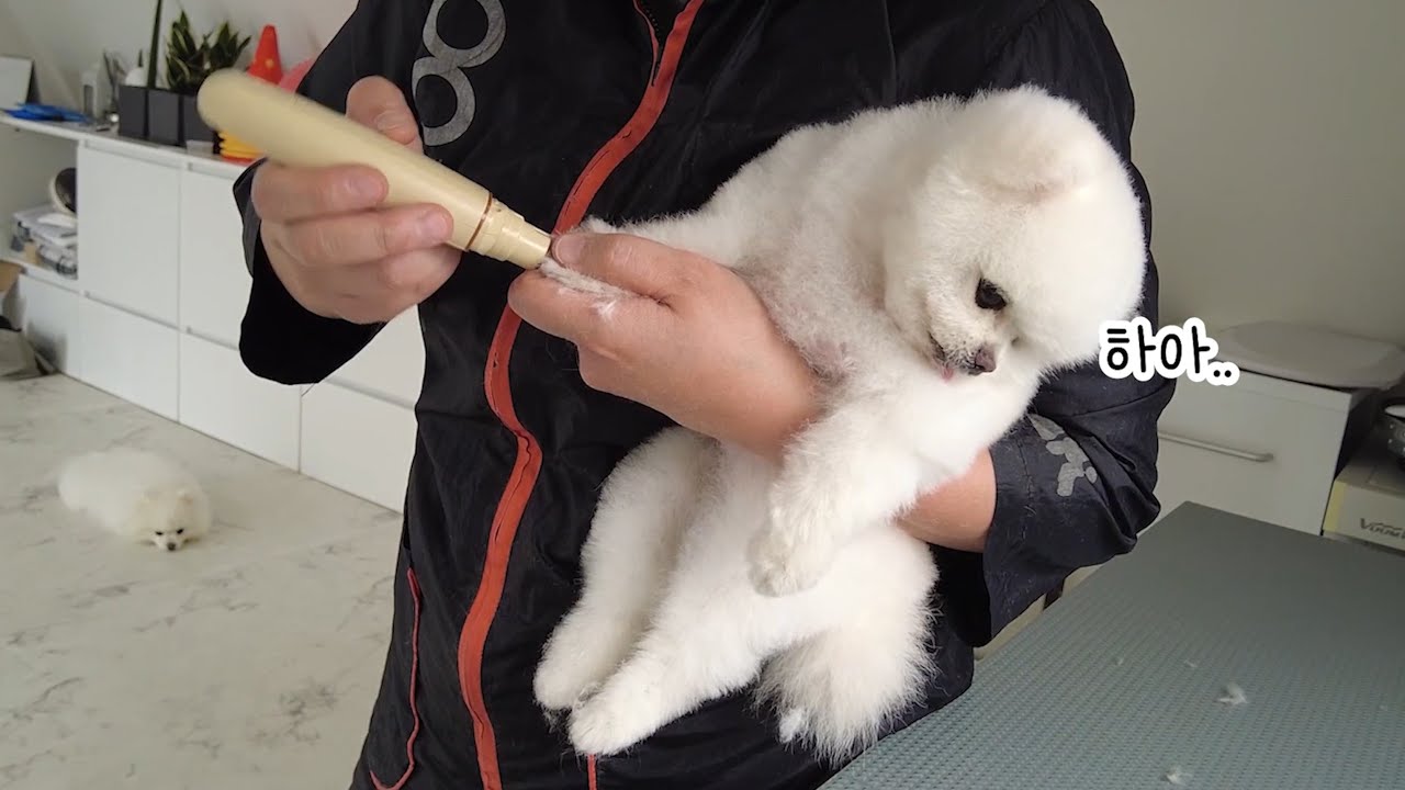 모르는 사람이 퐁키에게 목욕하자고 했더니...ㅋㅋㅋ