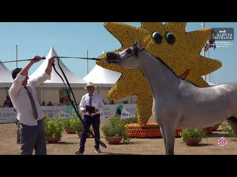 N 81 D SHAHHAR   Mediterranean and Arab Countries AHC   Menton 2023   Colts 3 Years Old Class 8