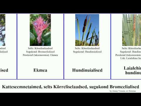 Katteseemnetaimed, selts Kõrreliselaadsed, sugukond Bromeelialised angiosperms hundinui puia ekmea