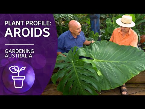 Addicted to Aroids | Plant profile | Gardening Australia
