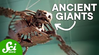 The Biggest Sloth That Ever Lived, and 6 Other Gigantic Animals