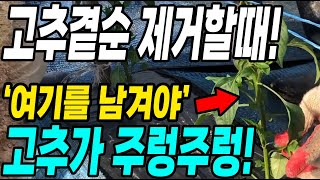 고추곁순 제거할때 여기를 남기면 고추가 주렁주렁! 고추농사 수확량 대박!