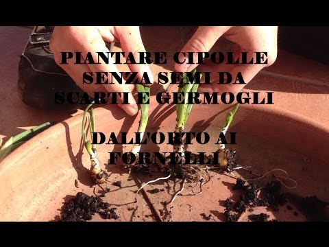 , title : 'Piantare Cipolle Senza Semi dagli Scarti e dai Germogli - Dall'Orto Ai Fornelli'