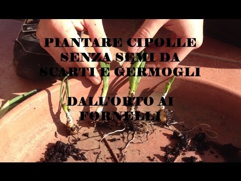 Benda dopo lintervento chirurgico alla prostata Prostatilen Fiale foto