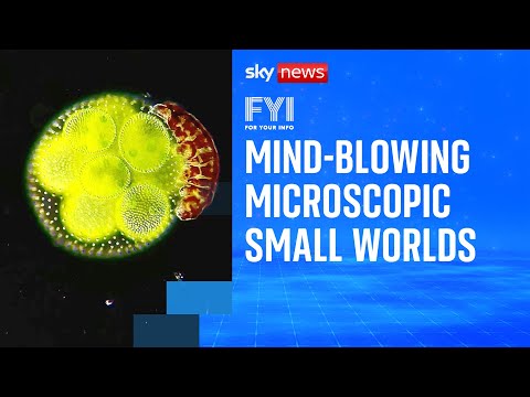 FYI: Who took the top prize in Nikon’s microscopic video contest?