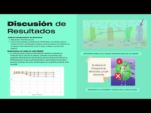 BOMBEO DE PROTONES EN LEVADURAS; EFECTO DE INHIBIDORES, DESACOPLANTES E IBP