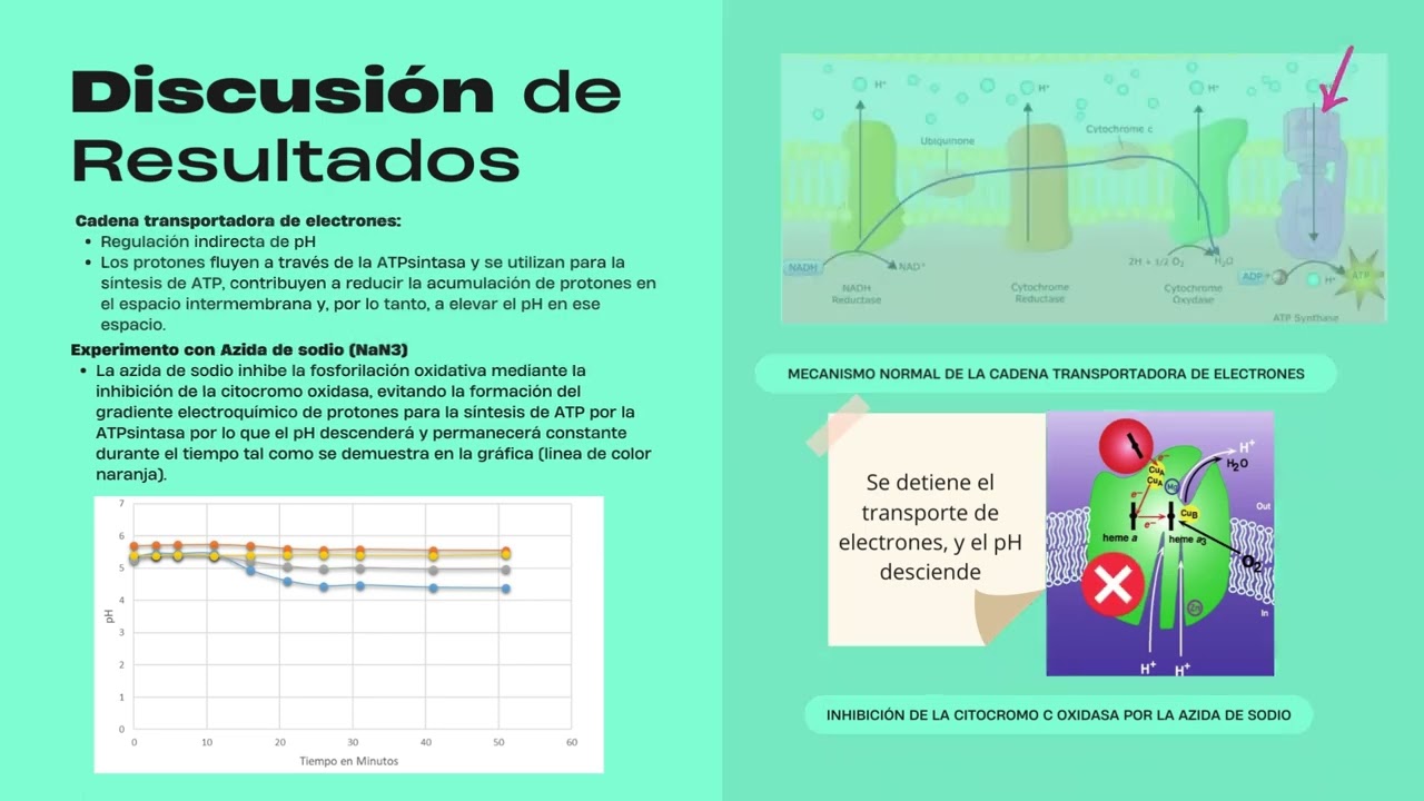 BOMBEO DE PROTONES EN LEVADURAS; EFECTO DE INHIBIDORES, DESACOPLANTES E IBP