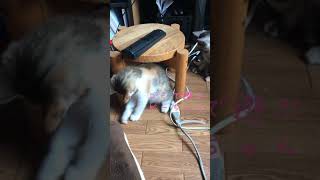遊ぶ仔猫を見守るだけの回