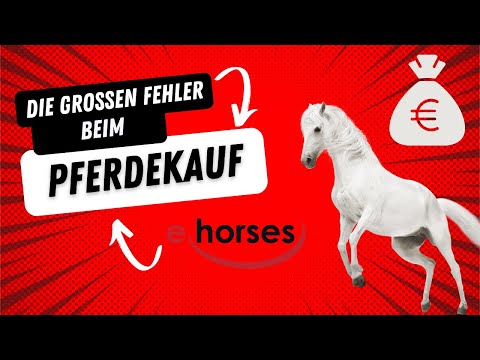 Die 7 großen Fehler beim Pferdekauf - Darauf solltest du achten! Team ehorses Tipps & Tricks