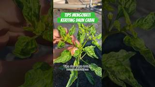 Download lagu Tips for Treating Chili Leaf Curl Disease #gardening #chili mp3