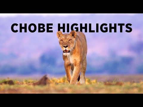 Wildlife Highlights - Chobe National Park, Botswana. October 2024