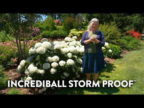 Why Incrediball Storm Proof is the Ultimate Hydrangea for Any Weather 🌩🌦🌞