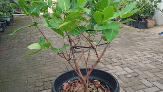 Download lagu Tabulampot Jambu Air Green Giant #kebunzuhdhan #tabulampot #jambuairgreengiant  mp3