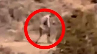 Mythical El Chupacabra Was Caught On Camera