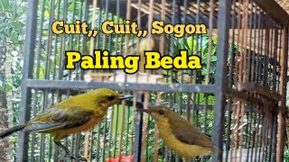 Download lagu Suara Pikat Sogon Cuit Cuit Ribut Paling Beda mp3
