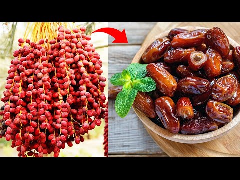 Awesome Technique Of Dates Palm Farming And Havesting By Shaking Machine | Bio Farm