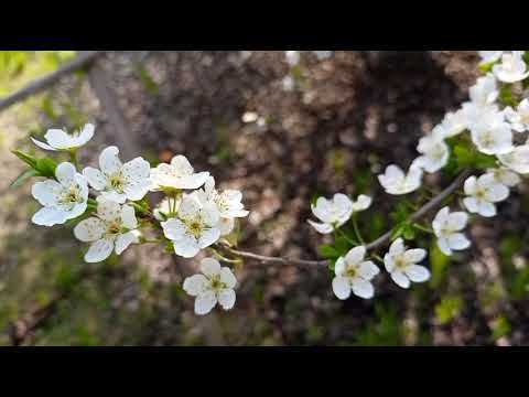 Plum (Alocha) beautiful flowering