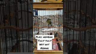 Download lagu pleci nembak tulit tulit wit wit kenari#plecigacor #masteran mp3