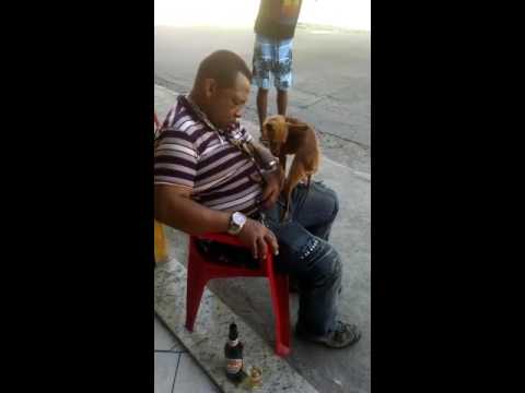 Beijo de cachorra e menino bebado