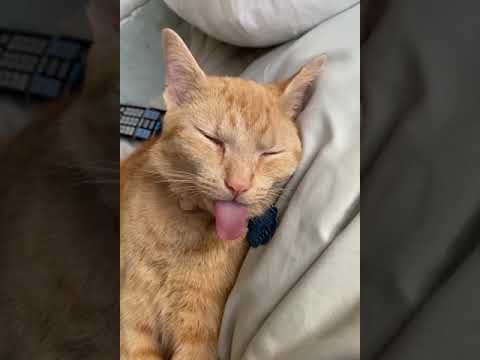 OMG So Cute ♥ Funny Cats and Dogs 2021 #6 2021 11 17 14 52 11 1 537