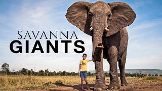 Africa's Deadliest Animals: Survival Stories from the Savanna