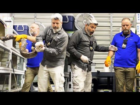 Wildlife Officers Mistakenly Kill Pregnant Pet Boa