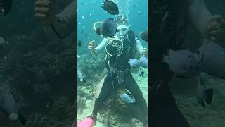 Travel Shorts - Boracay Philippines&nbsp;Scuba&nbsp;Diving&nbsp;the Coral Garden Reef with Easy Dive Shop
