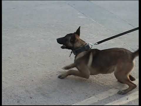 IMMI LARUSSO X DYLANTHEINFAMOUS RESTLESS (FEAT DYLAN GRAY)