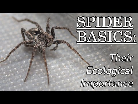 The Ecological Importance of Spiders – Spider Basics: Beyond the Eight Legs, Episode 2
