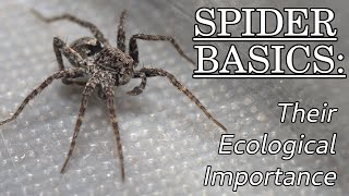 The Ecological Importance of Spiders – Spider Basics: Beyond the Eight Legs, Episode 2