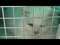 4 Kucing Persia Milik Kahiyang Ayu Dimanjakan Di Salon Di Kawasan Karet Jakarta Pusat