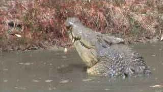 preview picture of video 'Australia Queensland Crocodiles at Koorana Crocodile Farm 3 of 4'
