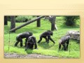 Photo Album The Montgomery Zoo