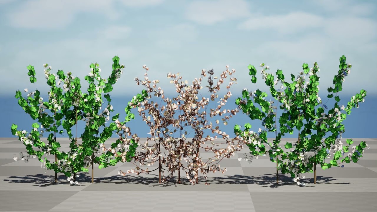 Planta de algod&oacute;n Modelo 3D