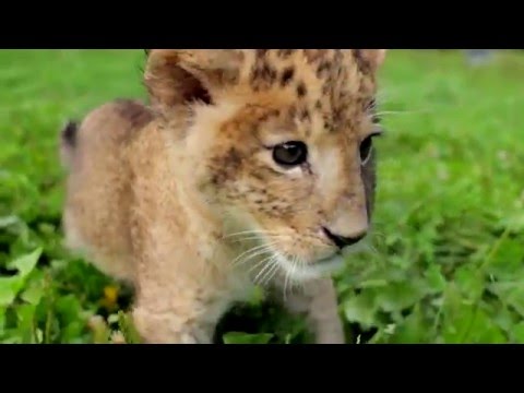 Cute Baby Tigers and Lions That Love to Play