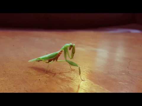 A Drunken Mantis