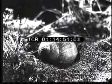 LA VITA DELLA CHIOCCIOLA