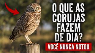 Miniatura do vídeo