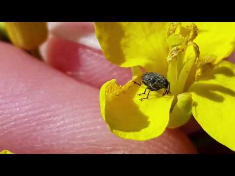 Ackerbauforum - Blütenbehandlung im Raps
