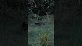 Nachtjagd auf Schwarzwild! Nur Technik, Erfahrung und Jagdinstinkt. Heute, 19 Uhr!📲🌿 #copterpro