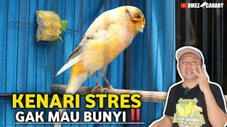 Download lagu JUST 3 STEPS‼️THE CANARY IS STRESSED AND STOPS SINGING, CARE FOR IT LIKE THIS mp3 Download lagu JUST 3 STEPS‼️THE CANARY IS STRESSED AND STOPS SINGING, CARE FOR IT LIKE THIS mp3