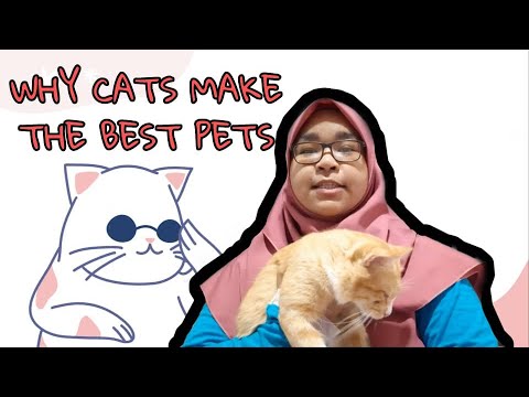 Persuasive Speech l Why Cats Make The Best Pets