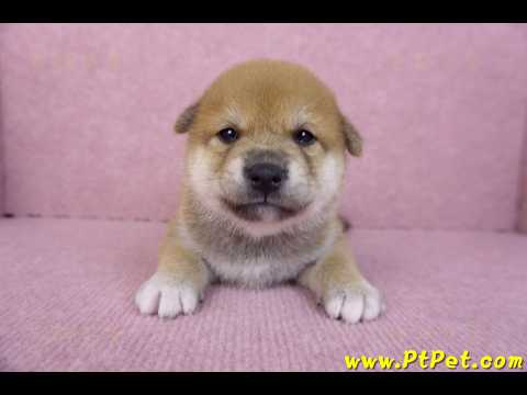 10/06赤色柴犬公幼犬1號(屏東萬丹)