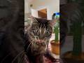 Funny cats 😂 episode 191 #shorts