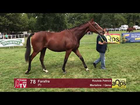 Show AQPS Lion 2017 : Lot 78 - Farafra